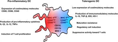 Tolerogenic Dendritic Cells in Solid Organ Transplantation: Where Do We Stand?